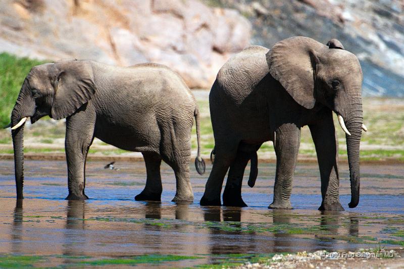 20090604_122107 D300 X1.jpg - Elephants